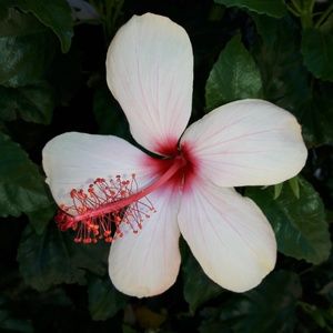 Meet your Posher, Davina